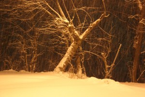 Morning Snow, Tamaqua, 1-18-2014 (1)