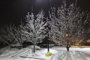 Snow Covered Trees, Tamaqua, 1-18-2014 (2)