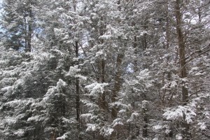 Snow, Trees, Marian Avenue, Rush Township, 1-18-2014 (9)