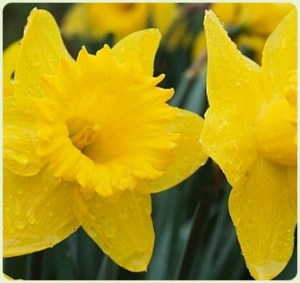 daffodils