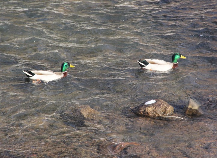 Ducks On Little Schuylkill River, Tamaqua, 2-23-2014 (5)