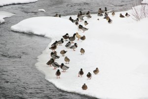 Ducks on the Ice, Snow, Little Schuylkill River, Tamaqua, 2-15-2014 (9)