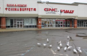 Seagulls, H.T. Commons, Hometown, 2-21-2014 (117)