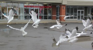Seagulls, H.T. Commons, Hometown, 2-21-2014 (118)