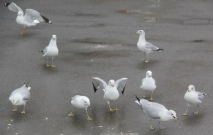 Seagulls, H.T. Commons, Hometown, 2-21-2014 (120)