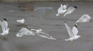 Seagulls, H.T. Commons, Hometown, 2-21-2014 (127)