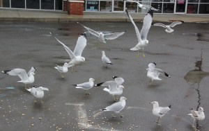 Seagulls, H.T. Commons, Hometown, 2-21-2014 (143)