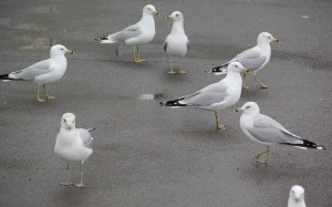 Seagulls, H.T. Commons, Hometown, 2-21-2014 (155)