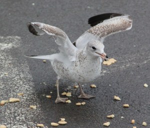 Seagulls, H.T. Commons, Hometown, 2-21-2014 (161)