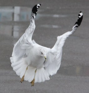 Seagulls, H.T. Commons, Hometown, 2-21-2014 (168)