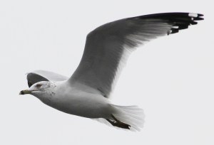 Seagulls, H.T. Commons, Hometown, 2-21-2014 (182)