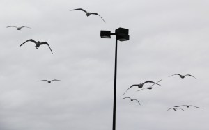 Seagulls, H.T. Commons, Hometown, 2-21-2014 (31)