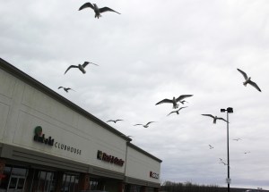Seagulls, H.T. Commons, Hometown, 2-21-2014 (42)