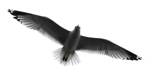 Seagulls, H.T. Commons, Hometown, 2-21-2014 (59)