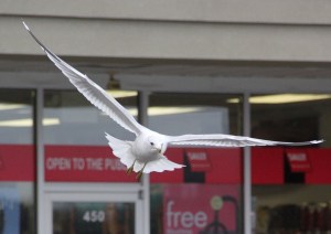 Seagulls, H.T. Commons, Hometown, 2-21-2014 (76)