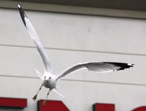 Seagulls, H.T. Commons, Hometown, 2-21-2014 (81)