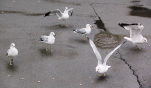 Seagulls, H.T. Commons, Hometown, 2-21-2014 (87)