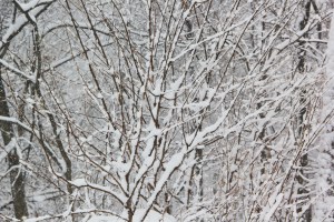 Snow, Trees, Back of My House, Dutch Hill, Tamaqua, 2-13-2014 (13)