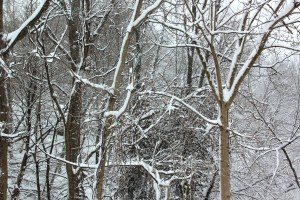 Snow, Trees, Back of My House, Dutch Hill, Tamaqua, 2-13-2014 (3)
