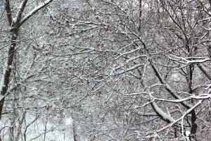 Snow, Trees, Back of My House, Dutch Hill, Tamaqua, 2-13-2014 (7)