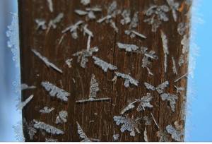 Submitted Frost Flakes from Valerie Fogarty, West Penn, 2-5-2014 (1)