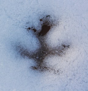 Views On the Ice, Lake, State Park, Tuscarora, 2-1-2014 (45)