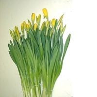 Cut Bunch (10 Stems) - $10