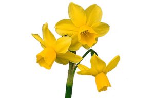 daffodil