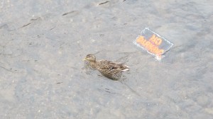 Ducks in the River, Little Schuylkill River, Tamaqua, 3-19-2014 (3)