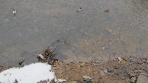 Ducks in the River, Little Schuylkill River, Tamaqua, 3-19-2014 (4)