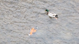 Ducks in the River, Little Schuylkill River, Tamaqua, 3-19-2014 (5)