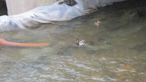 Ducks in the River, Little Schuylkill River, Tamaqua, 3-19-2014 (6)