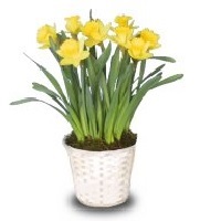 Potted Mini Daffodil - $12