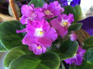 Coaldale Lions Club Easter Candy and Flower Sale, Ambulance Building, Coaldale 11