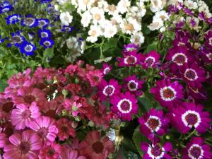 Coaldale Lions Club Easter Candy and Flower Sale, Ambulance Building, Coaldale 12