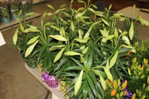 Coaldale Lions Club Easter Candy and Flower Sale, Ambulance Building, Coaldale (14)