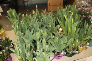 Coaldale Lions Club Easter Candy and Flower Sale, Ambulance Building, Coaldale (16)