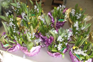 Coaldale Lions Club Easter Candy and Flower Sale, Ambulance Building, Coaldale (22)