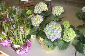 Coaldale Lions Club Easter Candy and Flower Sale, Ambulance Building, Coaldale (23)