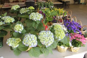 Coaldale Lions Club Easter Candy and Flower Sale, Ambulance Building, Coaldale (24)