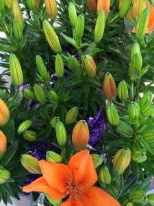 Coaldale Lions Club Easter Candy and Flower Sale, Ambulance Building, Coaldale 7