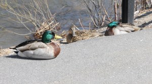 Ducks On The Sidwalk, Near Boyer's Food Market, Tamaqua, 4-17-2014 (17)