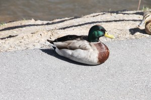 Ducks On The Sidwalk, Near Boyer's Food Market, Tamaqua, 4-17-2014 (19)