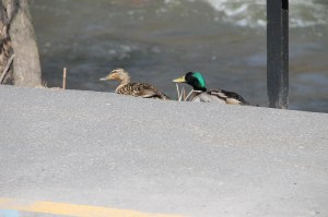 Ducks On The Sidwalk, Near Boyer's Food Market, Tamaqua, 4-17-2014 (20)