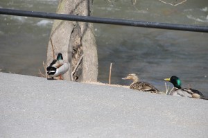 Ducks On The Sidwalk, Near Boyer's Food Market, Tamaqua, 4-17-2014 (21)
