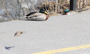 Ducks On The Sidwalk, Near Boyer's Food Market, Tamaqua, 4-17-2014 (4)
