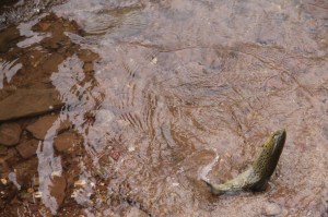 Fishing, Locust Creek, Little Schuylkill, Rush Township, 4-18-2014 (31)