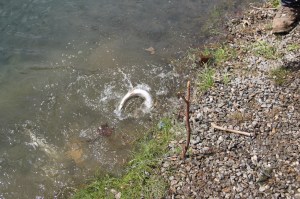 Kid's Spring Fishing Derby, Day 2 of 2, Kellner's Dam, Tamaqua, 4-26-2014 (69)