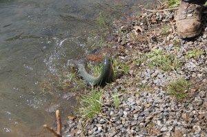Kid's Spring Fishing Derby, Day 2 of 2, Kellner's Dam, Tamaqua, 4-26-2014 (73)