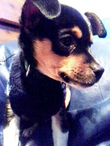 Lost Dog in Hometown, 3-31-2014 (2)